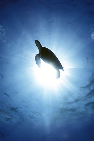 Eclipse of Turtle / Los Roques, Venezuela by Federico Cabello 