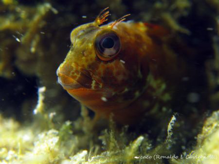 Blennio  Maria da toca by Ronaldo Cavichiolli 