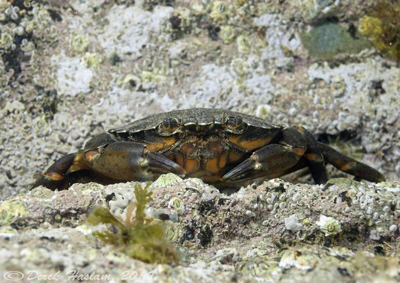 Shore crab. Trefor pier. D3,60mm. by Derek Haslam 