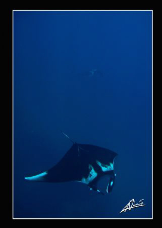 2 giant mantas swimming in Koh Bon by Adriano Trapani 