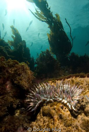 Morning on the Reef. Wide angle work with an anenome at A... by Douglas Klug 