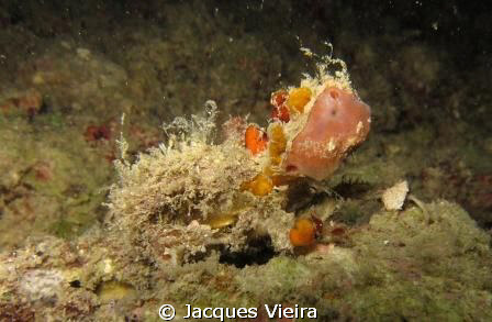 Night Dive at Charly's Point , Decoration Crab ... Have a... by Jacques Vieira 