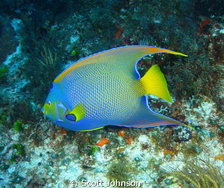 Angel in Cozumal by Scott Johnson 