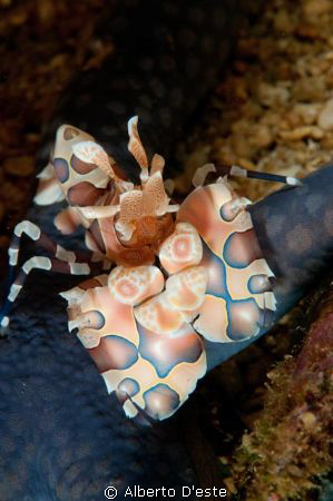 Harlequin Shrimp by Alberto D'este 