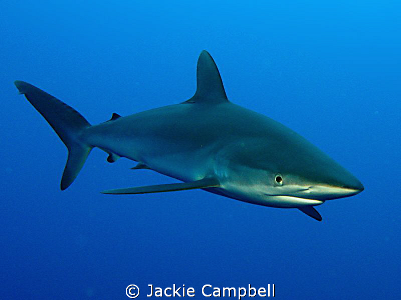 Silky sharks are really beautiful and were very curious, ... by Jackie Campbell 