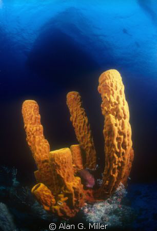 Nikonos RS 13 mm and 2 Ikelite SS-200's, shot on kodachro... by Alan G. Miller 