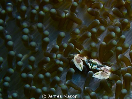Anenome Crab, Bunaken Island, North Sulawesi by James Mason 