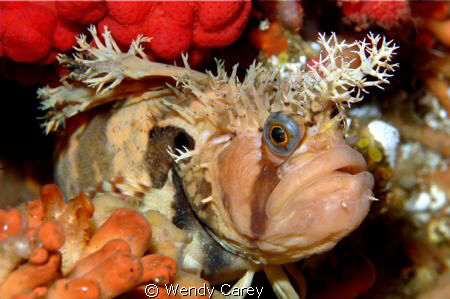 This Decorator War Bonnet was shot on the world famous Br... by Wendy Carey 
