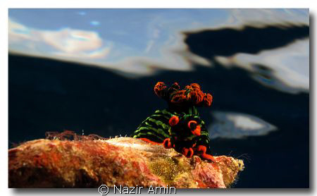 Chromodoris Magnifica
Taken at Tenggol island witn Canon... by Nazir Amin 