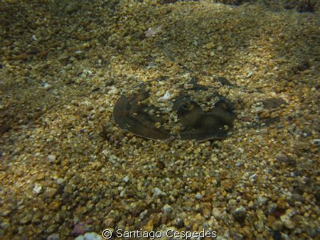 stingray undercover by Santiago Cespedes 