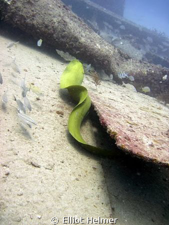 We followed the eel while he followed his breakfast. by Elliot Helmer 
