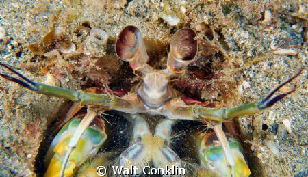 Back off/ This was my first encounter with a Mantis Shrim... by Walt Conklin 