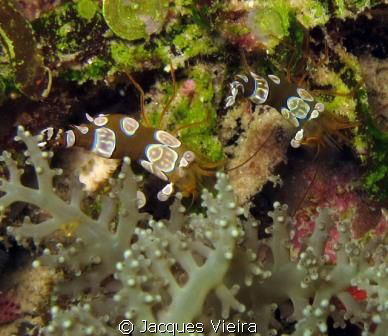 Shrimp's dance away ... at Charly's Point . by Jacques Vieira 