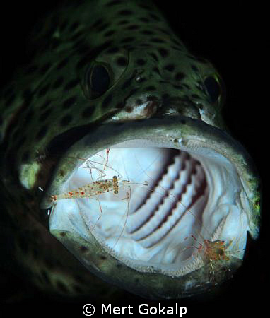The grouper opens the mouth with the signal. He is like a... by Mert Gokalp 