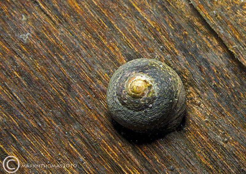 Snail on wooden pier leg.
Trefor Pier, N. Wales.
D3 60mm. by Mark Thomas 