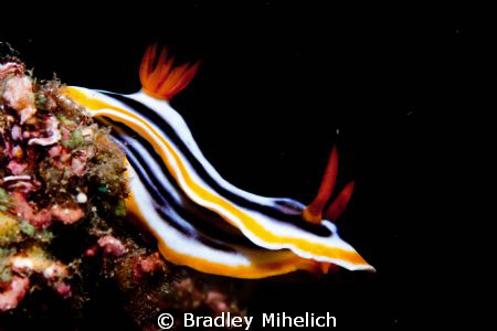 Taken off off the coast of Okinawa by Bradley Mihelich 