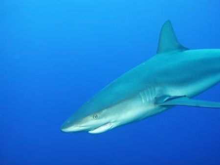 Carribeen Reef Shark - Nassau - shot on the way to surfac... by Dale Treadway 