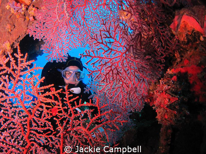 Near the bow gun on the Fujikawa Maru, I found this beaut... by Jackie Campbell 