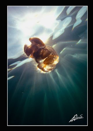 another jelly day, snorkeling off the coast of Phuket... by Adriano Trapani 