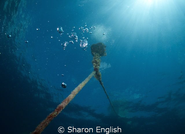 Mooring line on the Konanda Wreck. by Sharon English 
