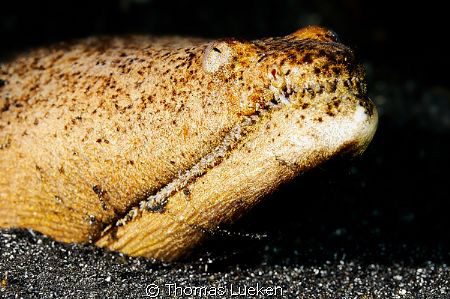 found in Lembeh; D200 by Thomas Lueken 