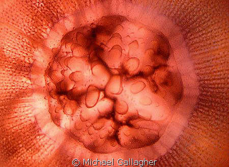 Jellyfish, backlit by sun, Tokina 10-17mm at 17mm by Michael Gallagher 