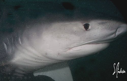 This image was taken at Tiger Beach - Bahamas. There were... by Steven Anderson 