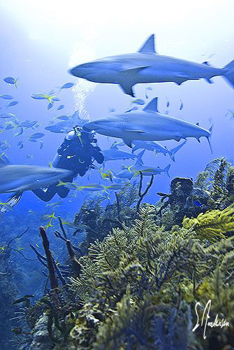 Overwhelmed by Reef Sharks this diver seems to be enjoyin... by Steven Anderson 