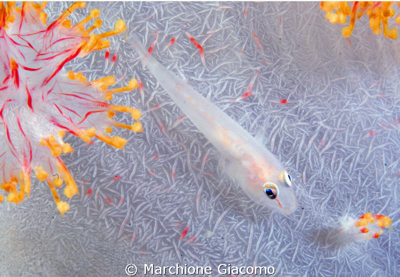 Explosion:
Goby on soft coral
Nikon D100, 105 micro nik... by Marchione Giacomo 
