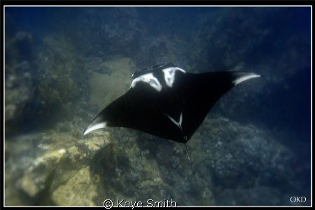 "Manta Metropolis"
 
Giant Manta flying over the pinnac... by Kaye Smith 