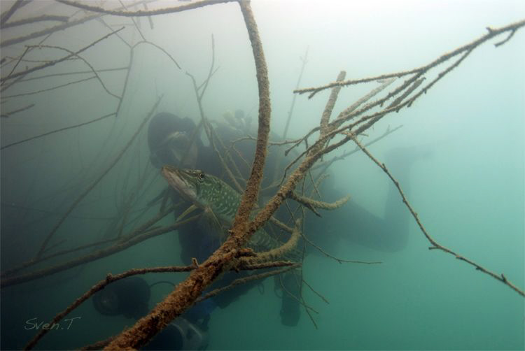 Low viz dive, yet a great dive! At the end pikes and 3 we... by Sven Tramaux 