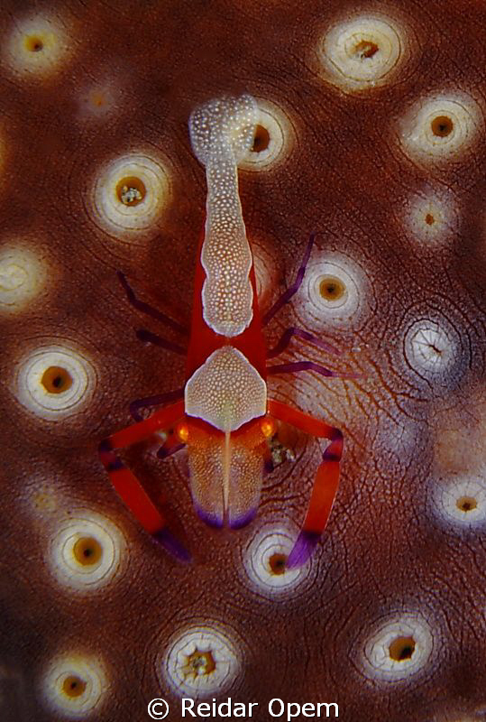 Periclimenes imperator by Reidar Opem 