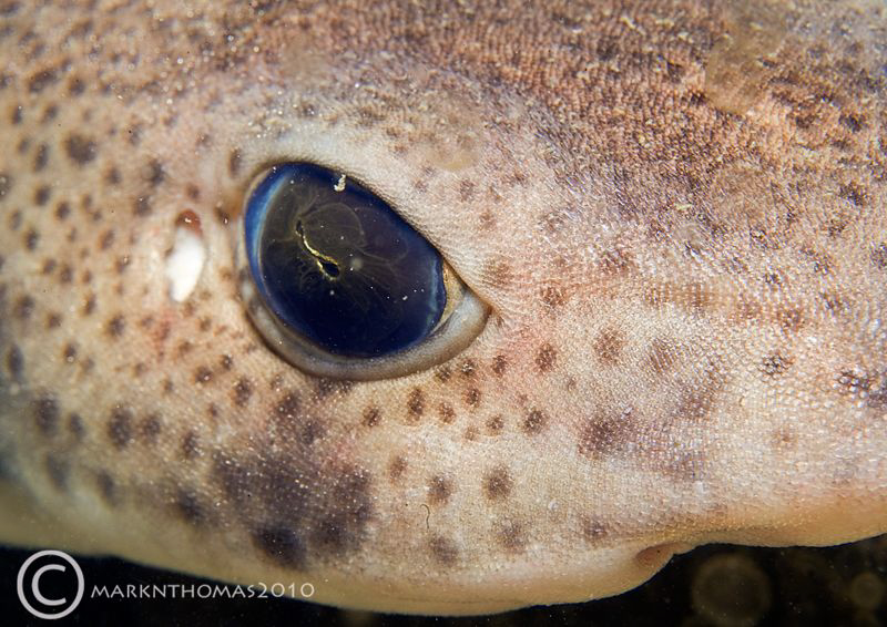 Lesser spotted dogfish.
Menai Straits, N. Wales.
D3 60mm. by Mark Thomas 