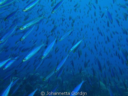 It's raining mackerel! by Johannetta Gordijn 
