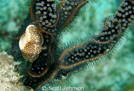 nudibranchia in Cozumal by Scott Johnson 