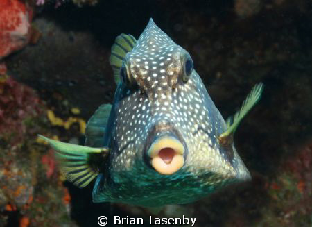 Smooth trunkfish shot with Canon 30D, Ikelite housing and... by Brian Lasenby 