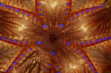Abstract of a fire urchin. Taken with a 105mm lens and a ... by Steve De Neef 