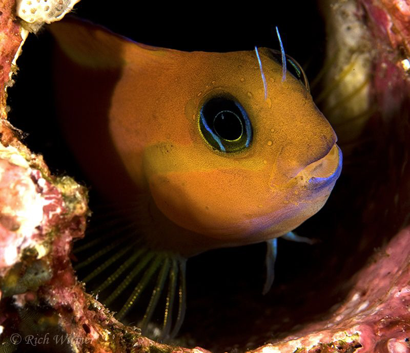 Peek-A-Boo :) - Nikon D300, 105mm, twin Inon z240s. by Richard Witmer 