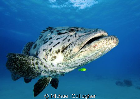 Potato Cod with little yellow friend, Great Barrier Reef by Michael Gallagher 