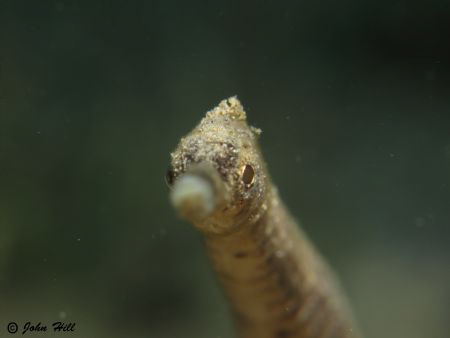 Loch Ness Monster by John Hill 