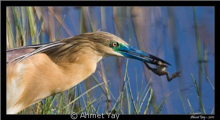 Squacco Heron by Ahmet Yay 