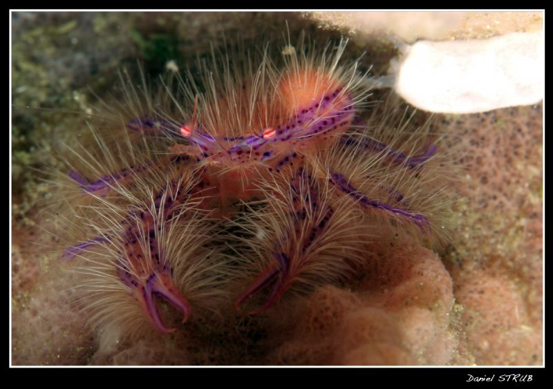 Pink squat lobster in Alcoy, Cebu by Daniel Strub 