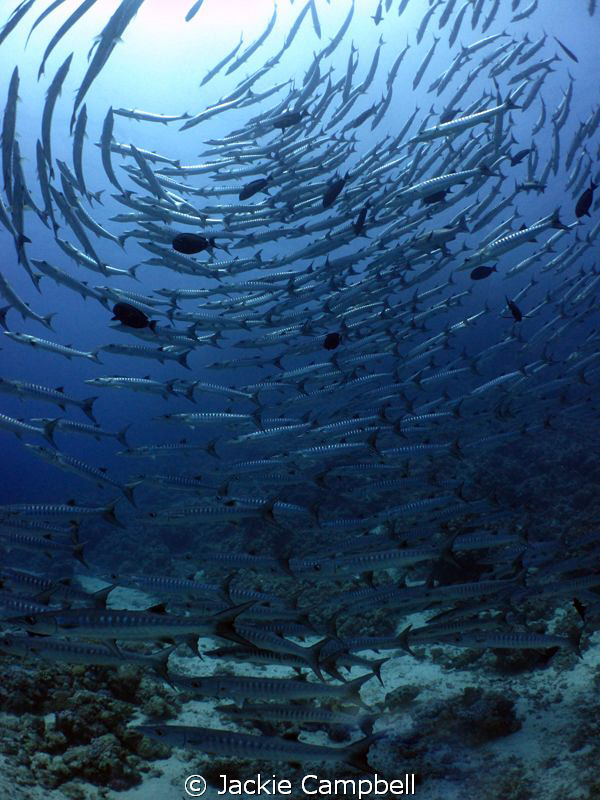 Barracuda twister !! by Jackie Campbell 