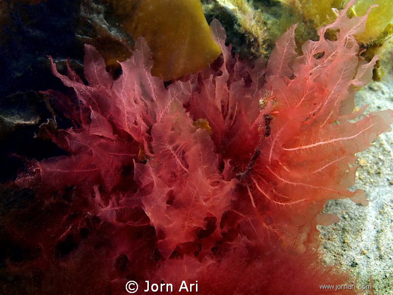 Red Kelp.
more photos: www.jornari.com 
 by Jorn Ari 