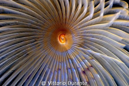 Giant fan worm by Vittorio Durante 