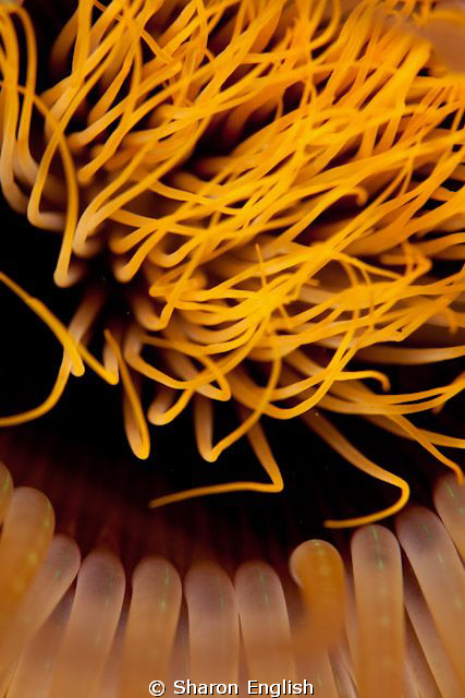 Anemone Anatomy by Sharon English 