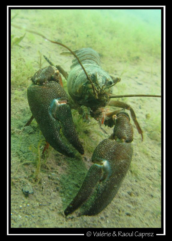 Give me five ! by Raoul Caprez 