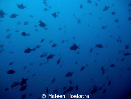Triggerfish ...... big and small by Maleen Hoekstra 