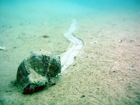 Rapana thomasiana, Black Sea - Romania, taken in 2003. by Serban Virgil Ionescu 