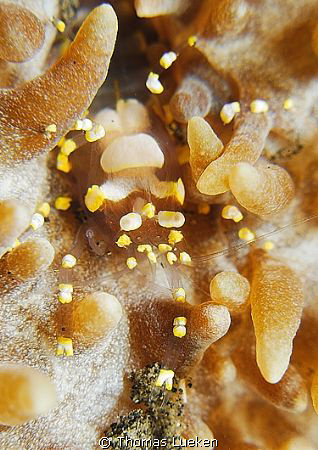 found in Lembeh; D200 by Thomas Lueken 